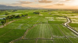 Aerial view of Pakistani rice paddy fields during the Kharif growing season