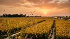 Kalar tract basmati paddy fields in Punjab Pakistan at golden hour before harvest