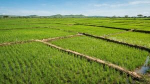 Green terraced paddy fields at the Mwea rice scheme in Kenya