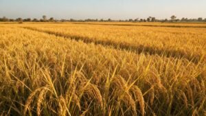Ripe golden rice paddy fields at harvest season in Punjab Pakistan
